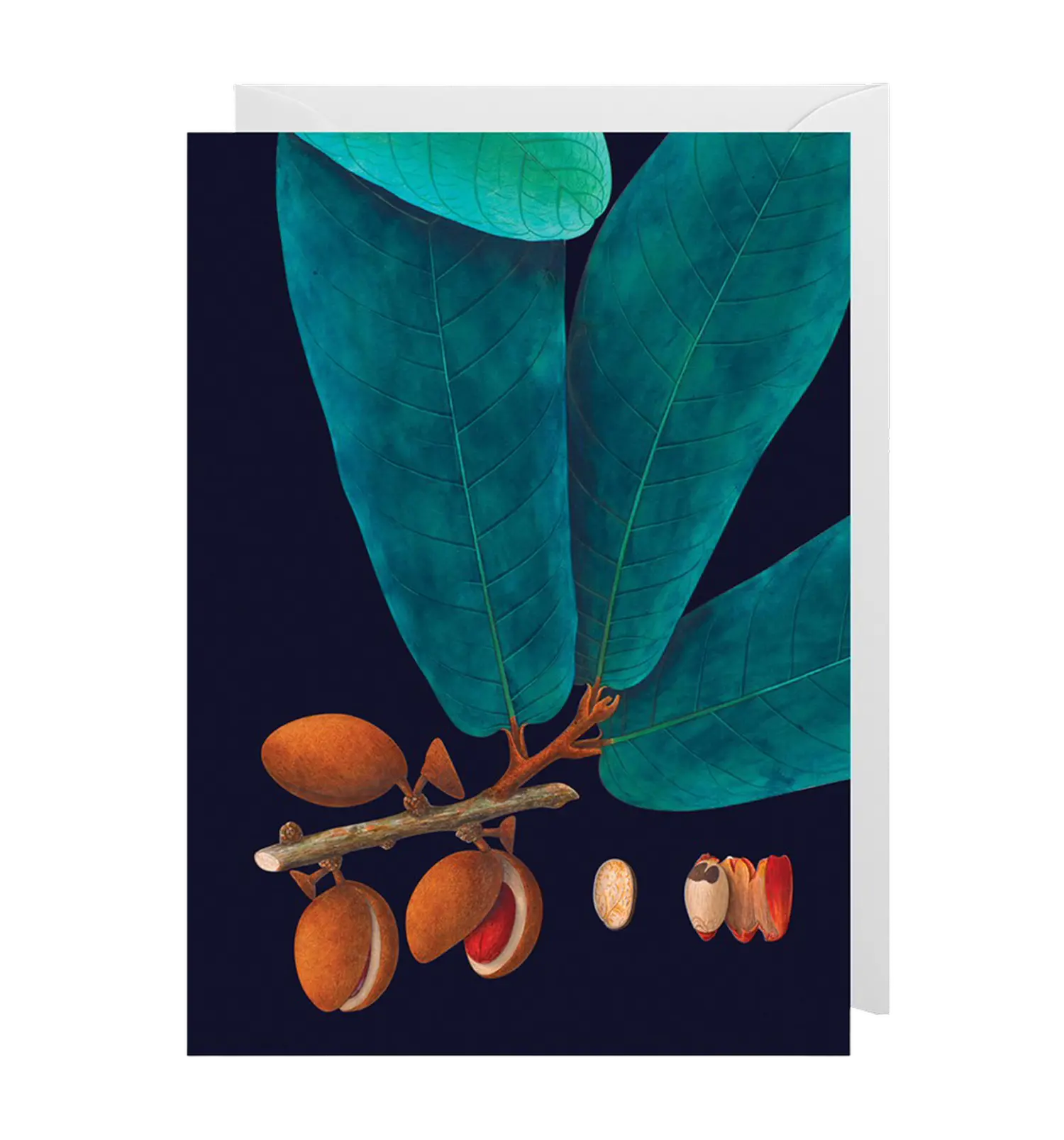 - Grußkarte – Nutmeg - mit Kuvert