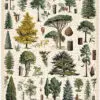 - Arboretum – Vintage Puzzle - 1000 Teile