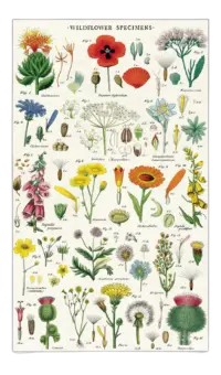 - Wildblume – Vintage Tea Towel - 100% Baumwolle