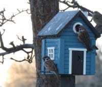 WILDLIFE GARDEN - Futtertisch & Vogelnistkasten Blaues Haus - Nistkasten aus Holz für Kleinvögel
